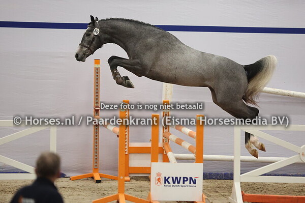 56 (Dallas VDL x Just One)