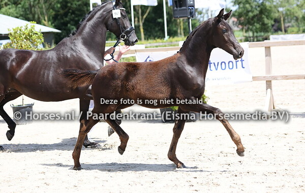 97 Uwel (Furstenball x Pandora v.Dream Boy)