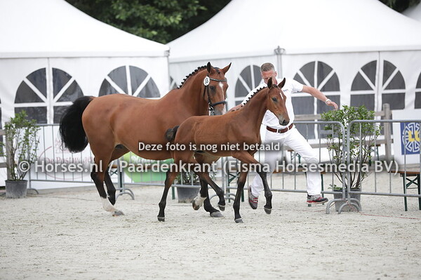 33 Picobella (Comthago x Channe v, Alicante)