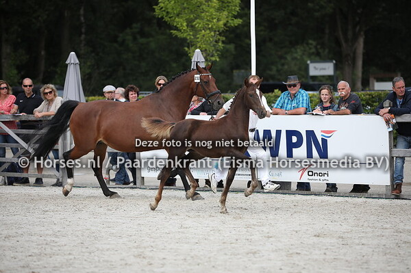 232 Orchid's Tilde Edmundo x Zarra Tilde v. Koss)