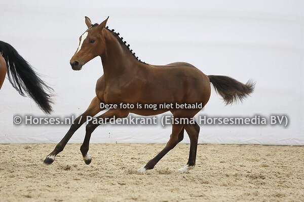 26 Viva la Vida Queen (On the Spot x Lucky Queen v.Arzezzo)