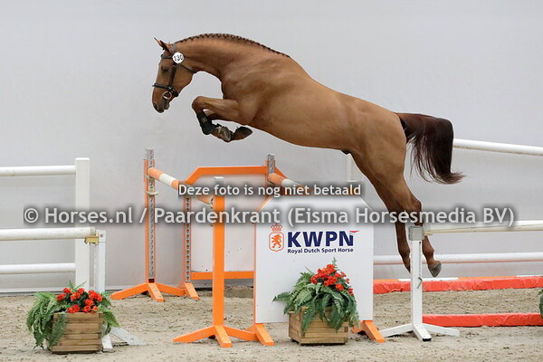 130  Simon STN (I'm Special de Muze x Masmine v. Dakota)