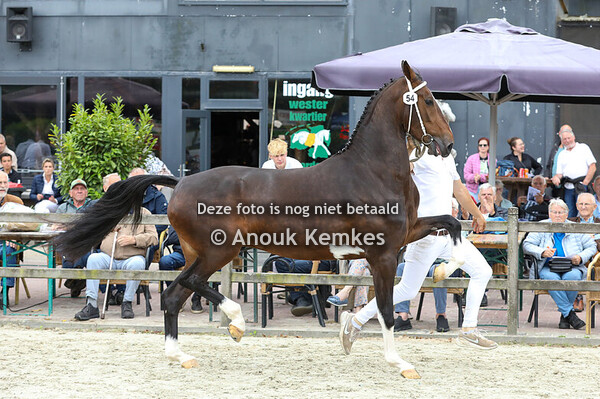 54 - Sendie W ( Lanto HBC x Ulandro ) 