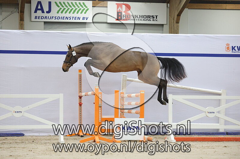 Fenomenas van het Hellegat Z