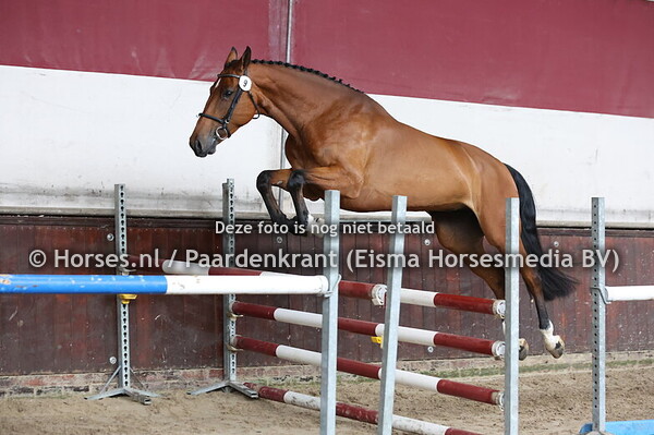 9 Ohlala (Apardi x Greattosca v. Carambole)