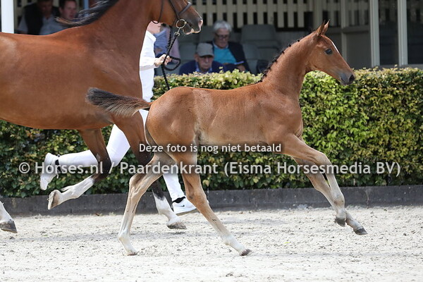 122 Osborn HX (Kempinski x Kamelusiena v. Fandango)