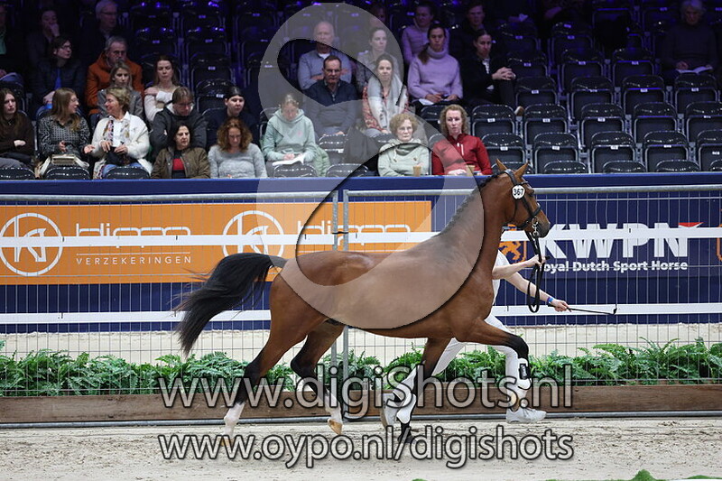 Special Edition Texel v. Glamourdale