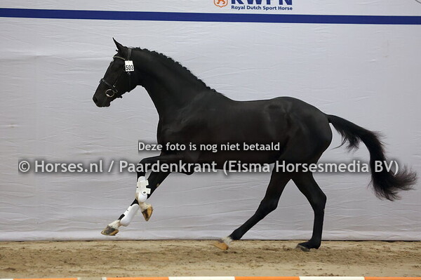 503 (Secret x Negro)