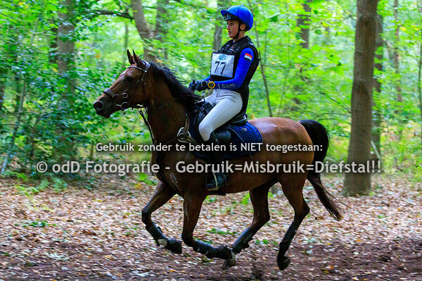 Eventing Lisse paard L pony M 20-09-25