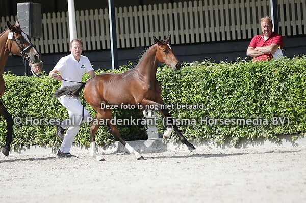 29 Storlande Gun (Harley VDL x Torlande v. Cavalier)