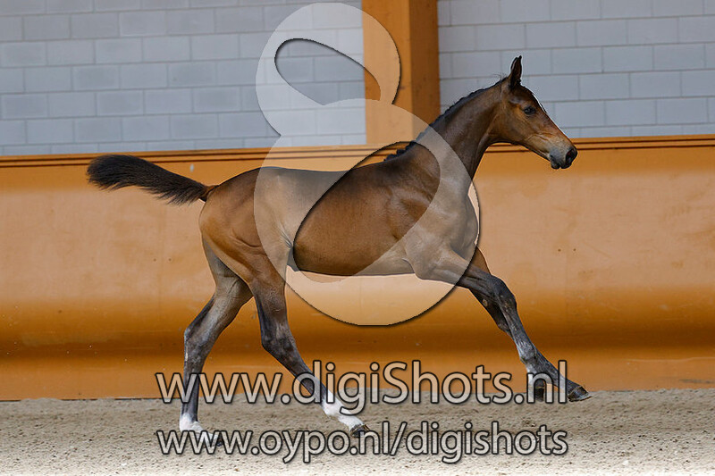 Victory HPE v. Tangelo van de Zuuthoeve