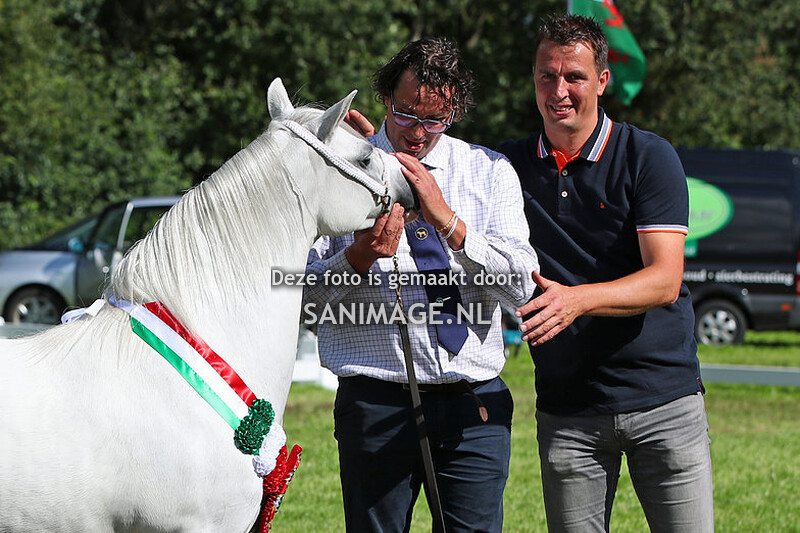 Dragon Welsh Pony Show 12-08-2023 Kampioenschappen