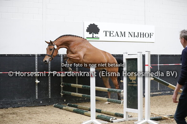 15 Pia TN (Verdi x Hanna v. Zambesi)