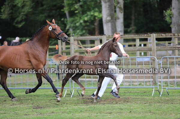 42 Orchid's Tilde v Edmundo penning