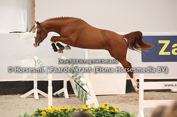9 Companero Z (v. Caribis Z x Action Breaker)  (1)