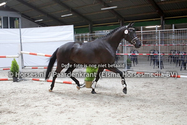 02-07-2020 Stamboekkeuring KWPN Oirschot