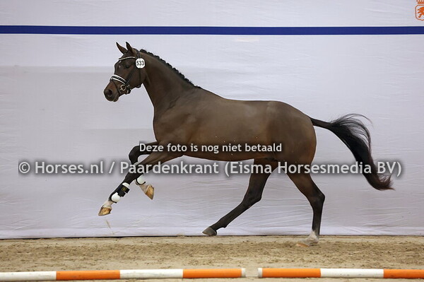 533 (Vivaldon x Sir Donnerhall)