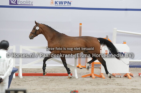 57 Ravello vh Hagenhorst (Dourkhan Hero x Lowinsky v.   Denzel )