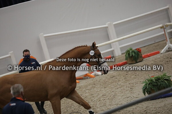 185 Sniper van D'Hemelse Breedte (Untouchable x Jess-Belle v. Ogano Sitte) (1)