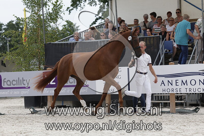 Primlesca H v. Finest Selection