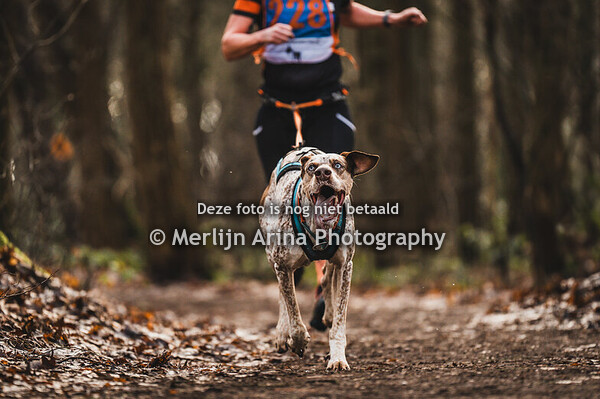 Bosschenhoofd - Korte Cross