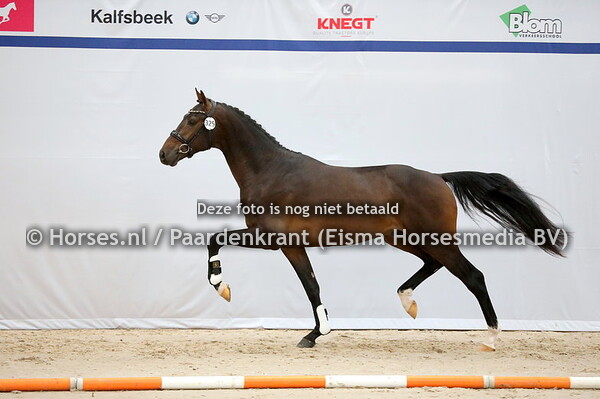 14-12-2023 KWPN 1e bez dressuur