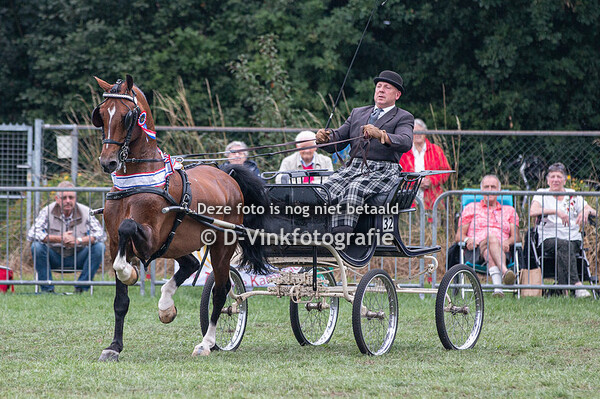 Hackney en tuigpaard enkelspan