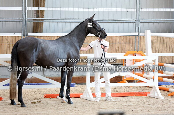 237 Dajanna JD Z (Diamant de Semilly x  Love JW van de Moerhoeve)