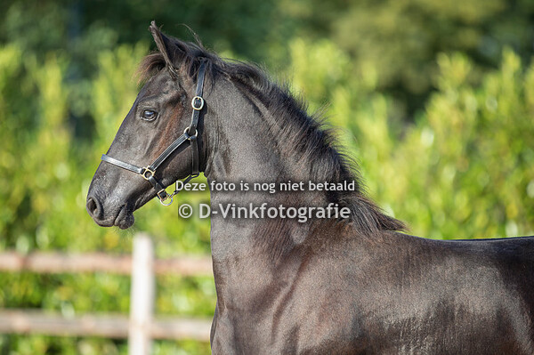 41. Syb vd Poortershoek