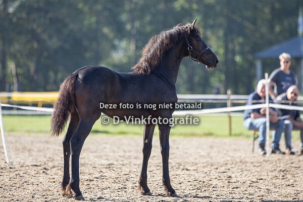 19. Antje fan Myrthes hynder hoeve