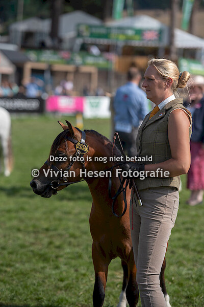 2 yo colts Section A