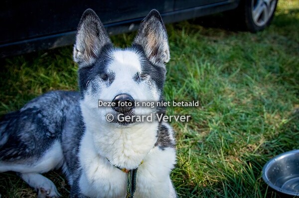 Sledehonden race Lommel 2025