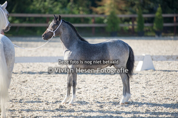 Keuring Vriendenkring Welsh Mountain ponies