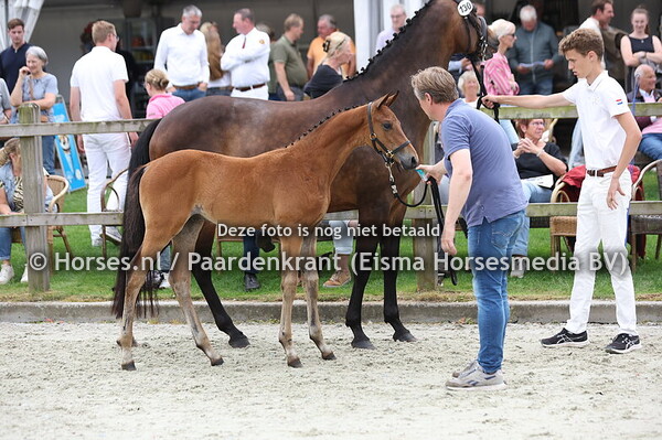 130 Valesco (Blue Hors Zackerey x Gilexa v. Apache)