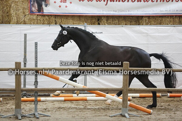 62 Rovigo the Secret (Secret x Hope of Glory v. Superio)