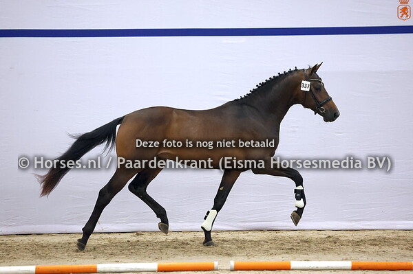 337 (Escamenco x Desperados)