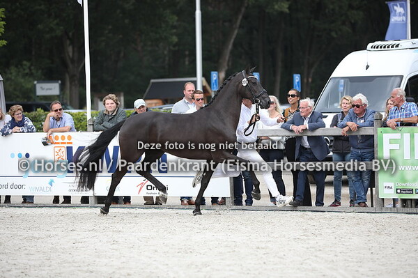 200 Lady Lamelia (Glamourdale x Dream Boy)