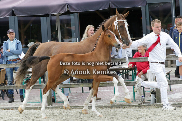 010 - ULARDA OBERON X SAFFRAAN E. VAN DER VEEN, OPENDE