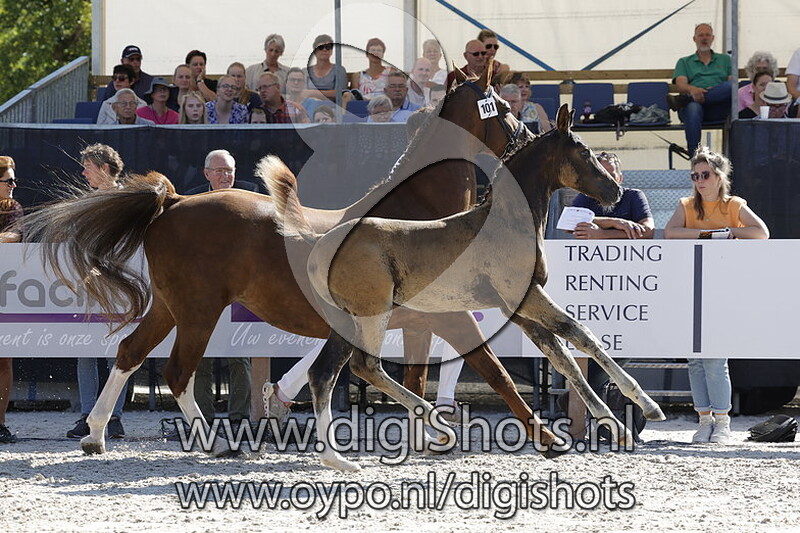 Thor R v. Barton VDL