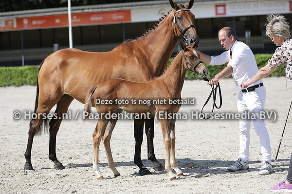 41 Specialsinaa (Zinelord VDL x Mijnsinaa v. Emilion)