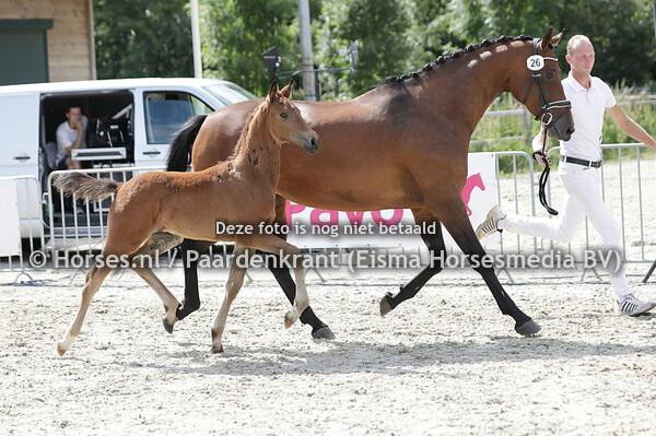 26 Swinging Rose P (Icellie x Lavendel v. Spielberg)