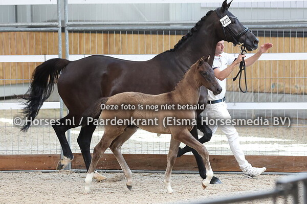 222 Vanquish H (Pitch Perfect x Erebie v. Wynton)