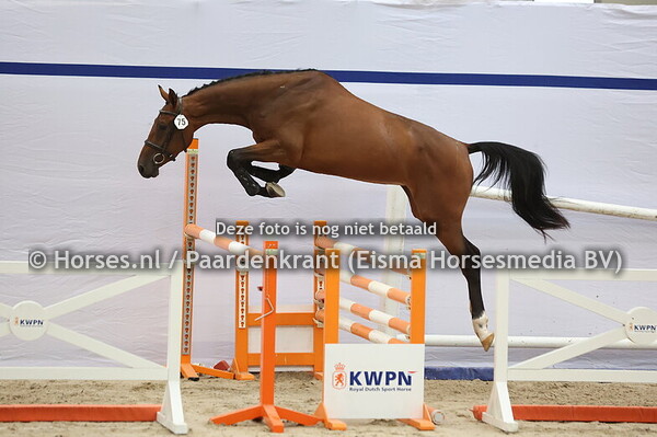 75 Simply Sifra (Grandorado TN x Newbridge v. It's Highlander)