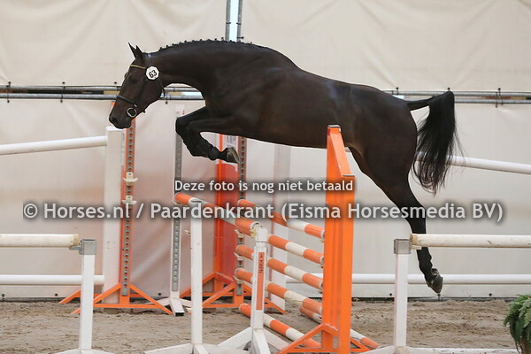 63 Lanolivia (Cardento x Ganolivia v. Chin Chin)