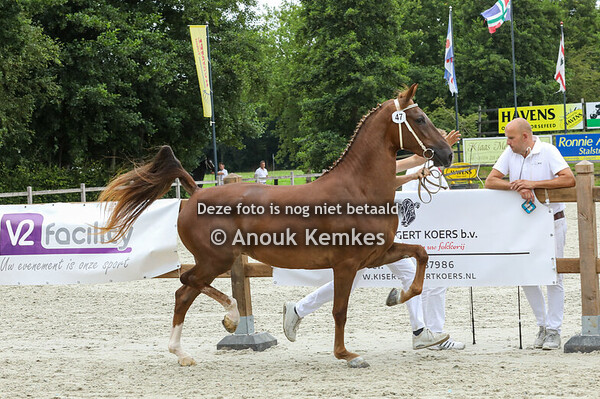 47 - Sarona VS ( Cizandro x Manno ) 