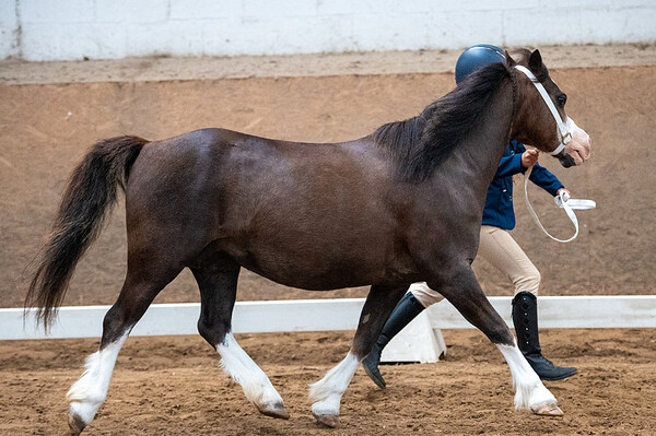 International Pentecost Welsh Show