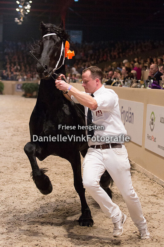 Hengstenkeuring 2018 Menne 496