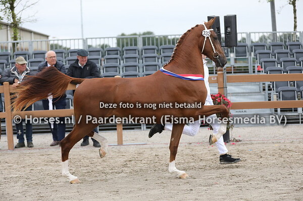 13-07-2024 CK Zuid tuigpaarden