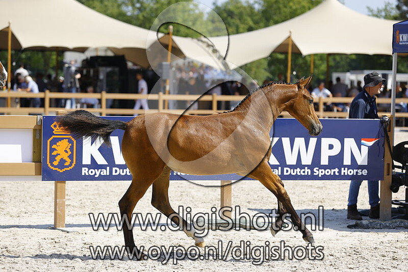 Tiara Amanda v. Alexandro P