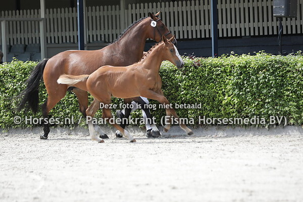 9 Soulmate (Nixon du Park x Lapatera v. Zapatero)